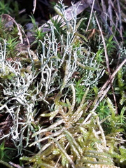Cladonia furcata