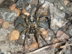 Artoriopsis