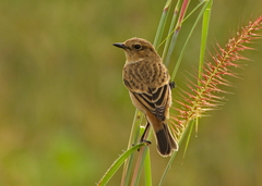 Saxicola stejnegeri
