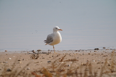Chroicocephalus genei