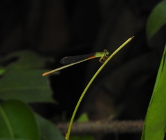 Ceriagrion cerinorubellum