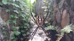 Argiope catenulata