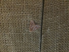 Sabulodes niveostriata