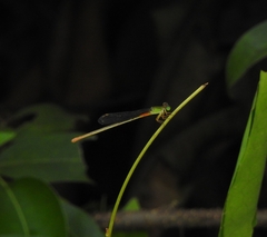 Ceriagrion cerinorubellum