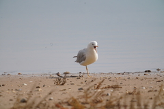 Chroicocephalus genei