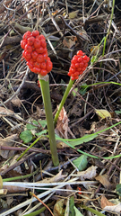 Arum maculatum