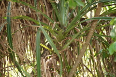 Pandanus odorifer