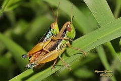 Caryanda spuria