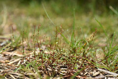 Gonocarpus micranthus