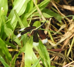 Neurothemis tullia
