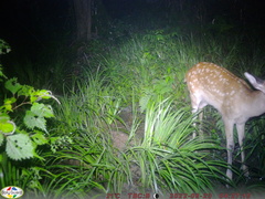 Cervus nippon centralis