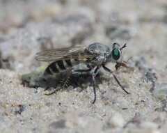 Laphystia