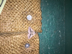 Digrammia subminiata