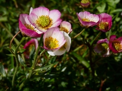 Ranunculus glacialis