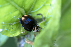Cheilomenes propinqua