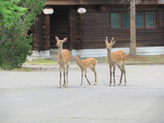 Cervus nippon yesoensis