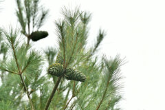 Pinus armandi