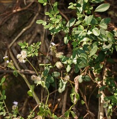 Phyllanthus reticulatus