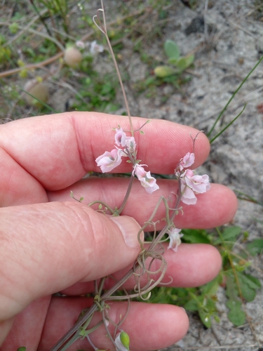Image of Cysticapnos vesicaria by no rights reserved