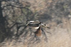 Vanellus senegallus lateralis