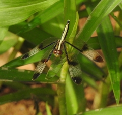 Neurothemis tullia