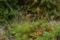 Lycopodium yueshanense