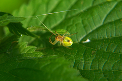 Araniella