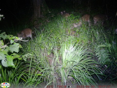 Sus scrofa leucomystax