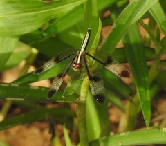 Neurothemis tullia