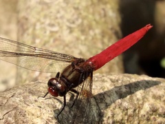 Orthetrum chrysis