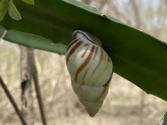 Amphidromus perversus