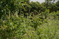 Rumex conglomeratus