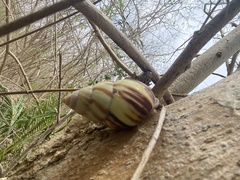 Amphidromus perversus