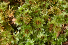 Rosulabryum
