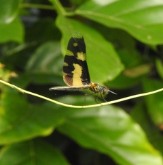 Rhyothemis variegata