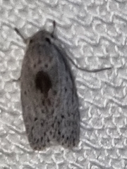 Oecophorinae