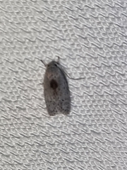 Oecophorinae
