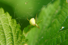 Araniella