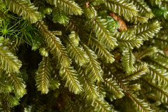 Plagiochila