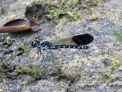 Heliocypha perforata