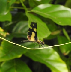 Rhyothemis variegata