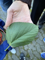 Tilia platyphyllos