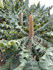 Banksia grandis