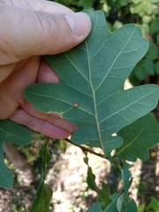 Neuroterus anthracinus