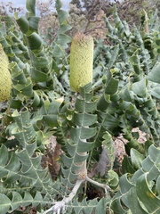 Banksia grandis