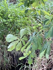 Aesculus hippocastanum
