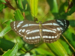 Neptis