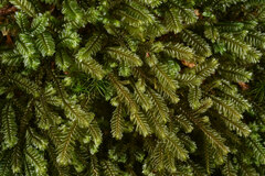Plagiochila