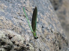 Neurobasis chinensis