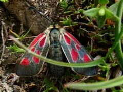 Zygaena exulans